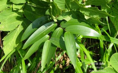 Polygonatum odoratum var. pluriflorum 萎蕤