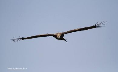 Milvus migrans formosanus Kuroda Sr, 1920 黑鳶(台灣亞種)