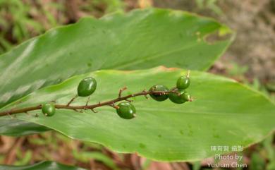 Alpinia intermedia 山月桃