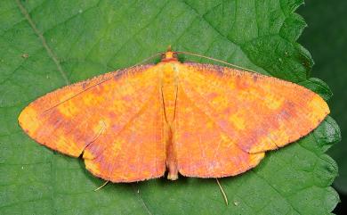 Eumelea ludovicata Guenée, 1857 雌黃粉尺蛾