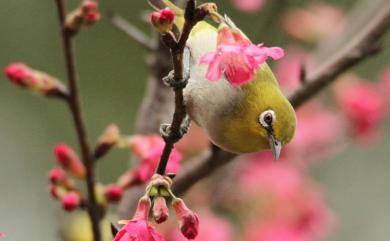 Zosterops japonicus Temminck & Schlegel, 1847 日菲繡眼