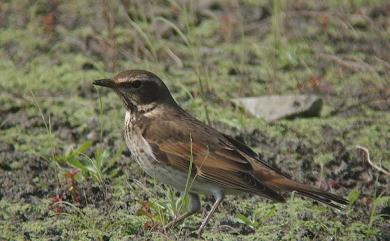 Turdus eunomus Temminck, 1831 斑點鶇