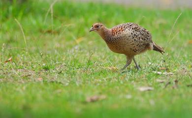 Phasianus colchicus formosanus Elliot, 1870 環頸雉(台灣特有亞種)