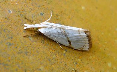 Pseudargyria interruptella (Walker, 1866) 黃紋銀草螟