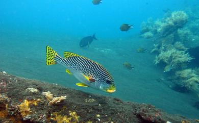 Plectorhinchus lineatus (Linnaeus, 1758) 條紋胡椒鯛