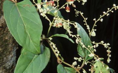 Fallopia multiflora 臺灣何首烏