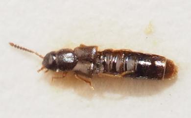 Atheta taichungensis Puthz, 1995 臺中平緣隱翅蟲