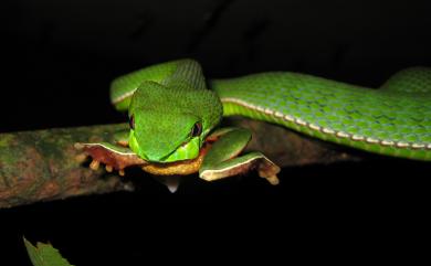 Trimeresurus stejnegeri Schmidt, 1925 赤尾青竹絲