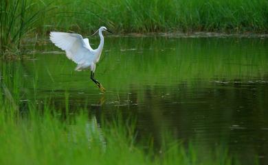 Egretta garzetta (Linnaeus, 1766) 小白鷺