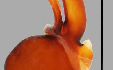 Sphaerobulbus miwai (Bernhauer, 1943) 三輪球莖隱翅蟲