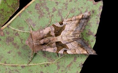 Phlogophora conservuloides Hampson, 1897