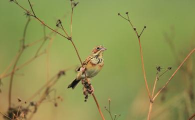 Emberiza fucata fucata Pallas, 1776 赤胸鵐(指名亞種)