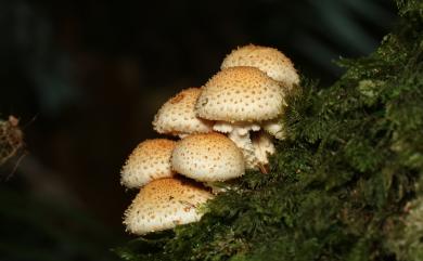 Pholiota 環銹傘屬