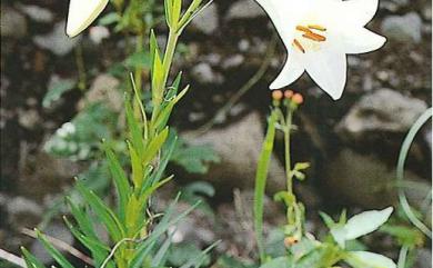 Lilium longiflorum var. scabrum Masam. 粗莖麝香百合