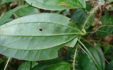 Smilax horridiramula Hayata 密刺菝葜