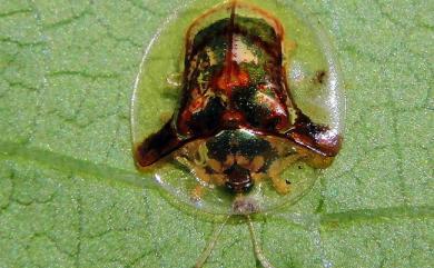 Aspidimorpha furcata (Thunberg, 1789) 金盾圓龜金花蟲