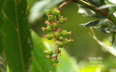 Alpinia zerumbet (Pers.) B.L.Burtt & R.M.Sm. 月桃