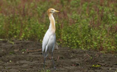 Bubulcus ibis coromandus (Boddaert, 1783) 黃頭鷺