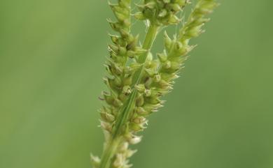 Echinochloa colona 芒稷