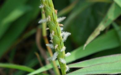 Ischaemum aristatum var. aristatum 芒穗鴨嘴草