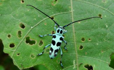 Paraglenea swinhoei Bates, 1866 黑紋蒼藍天牛