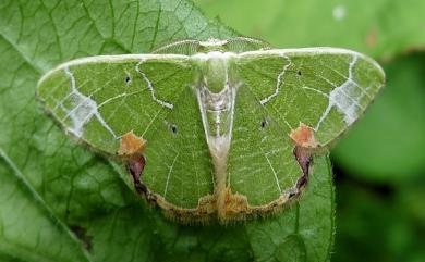 Comibaena nigromacularia (Leech, 1897) 紅角綠尺蛾