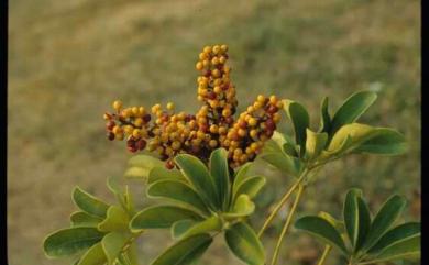 Heptapleurum ellipticum (Blume) Seem. 鵝掌藤