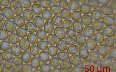 Plagiomnium cuspidatum (Hedw.) T.J. Kop., 1968 尖葉走燈苔