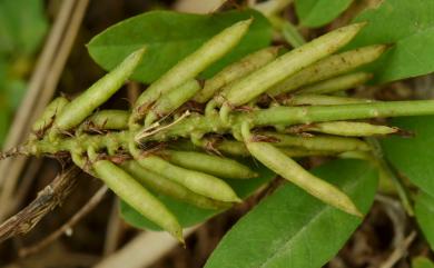 Indigofera spicata 倒卵葉木藍