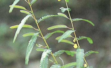 Chamaecrista mimosoides (L.) Greene 假含羞草