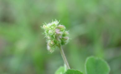 Medicago lupulina 天藍苜蓿