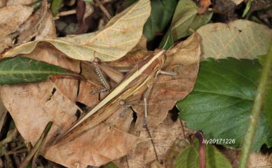 Patanga succincta (Johannson, 1763) 條背土蝗