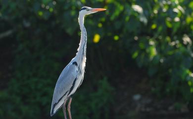 Ardea cinerea jouyi 蒼鷺