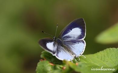 Hypolycaena kina inari 蘭灰蝶