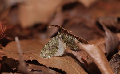 Trichopteryx fui Yazaki, 2002 傅氏毛翅尺蛾