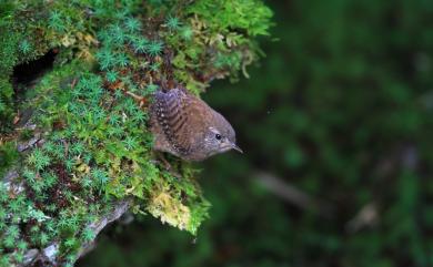 Troglodytes troglodytes taivanus Hartert, 1910 鷦鷯