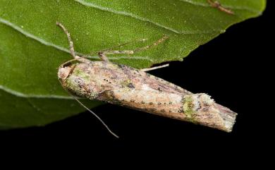 Kerala lentiginosa Wileman, 1914