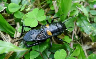 Gryllus bimaculatus de Geer, 1773 黃斑黑蟋蟀