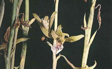 Eulophia graminea Lindl. 禾草芋蘭