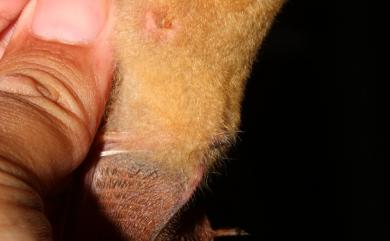 Myotis formosus flavus (Hodgson, 1835) 金黃鼠耳蝠