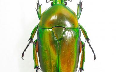 Trigonophorus dilutus Bourgoin, 1914 小臺灣扇角金龜