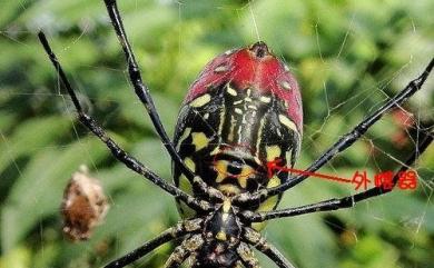 Trichonephila clavata (L. Koch, 1878) 橫帶人面蜘蛛