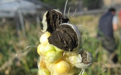 Ustilago maydis (DC.) Corda 玉蜀黍黑穗菌