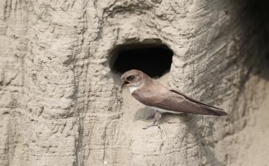 Riparia chinensis chinensis Gray, 1830 棕沙燕