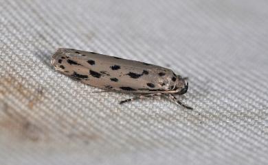 Ethmia epitrocha (Meyrick, 1914) 微點篩蛾