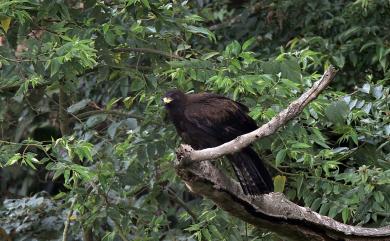 Ictinaetus malaiensis (Temminck, 1822) 林鵰