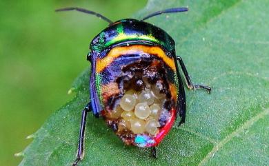 Chrysocoris fascialis (White, 1842) 黑條黃麗盾蝽