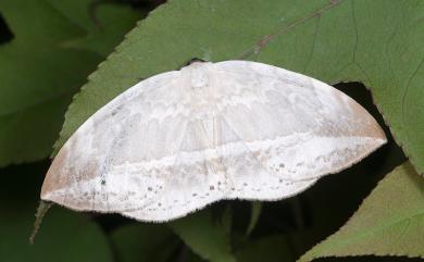 Cyclidia substigmaria substigmaria (Hübner, 1831) 圓翅大鉤蛾