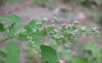 Chenopodium serotinum L. 小葉藜