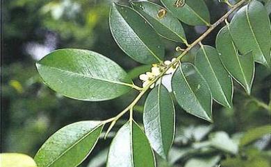 Cleyera japonica var. longicarpa 長果紅淡比